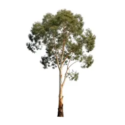 Eucalyptus with peeling bark