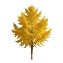 Gingko in autumn