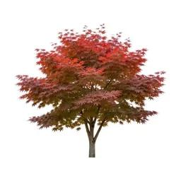 Japanese maple