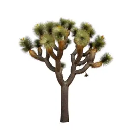 Joshua tree