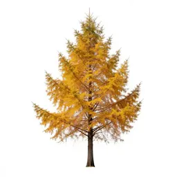 Larch in autumn