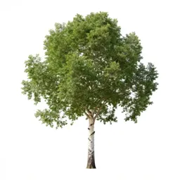 Paperbark tree