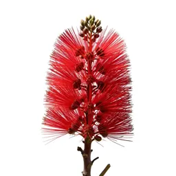 Pohutukawa in flower