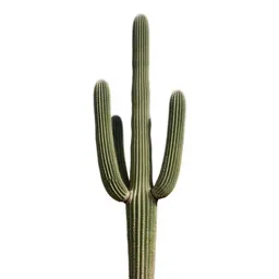 Saguaro cactus