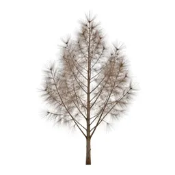 Silver beech