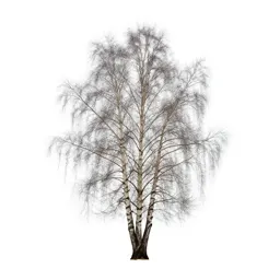 Silver birch stand