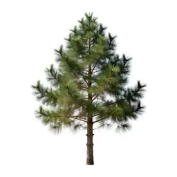 Stone pine