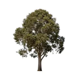 Totara
