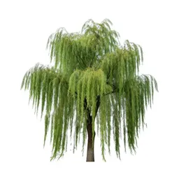 Weeping willow