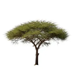 Acacia on savannah