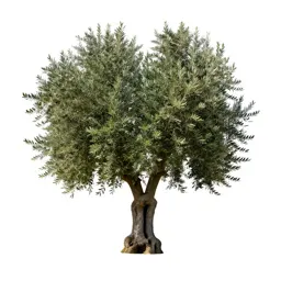 Olive tree with a gnarled trunk