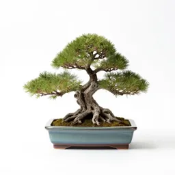 Bonsai training kit