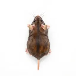 Catnip mouse