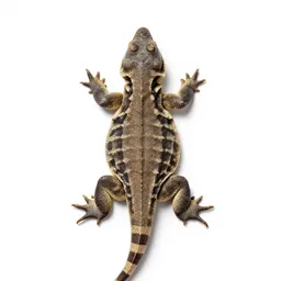 Reptile hide