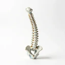 Spine anatomical model