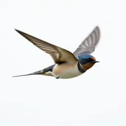 Barn swallow in flight