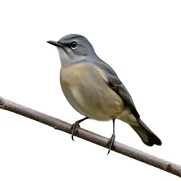 Bellbird on a branch