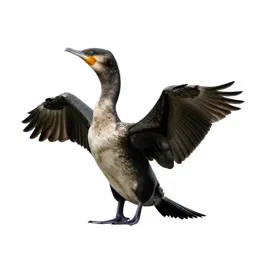 Cormorant drying its wings