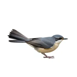 Fantail with its tail spread