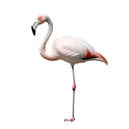 Flamingo on one leg