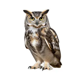 Great horned owl