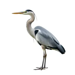 Heron standing still