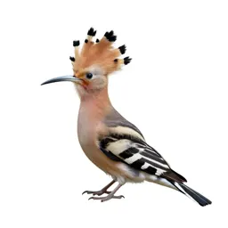 Hoopoe with its crest raised