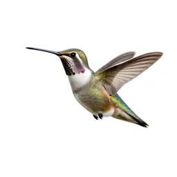 Hummingbird at a flower