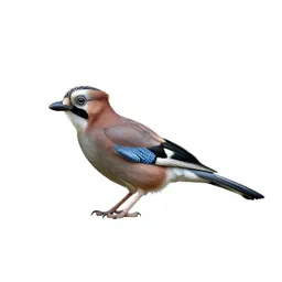 Jay with acorn