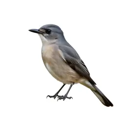 Kingbird