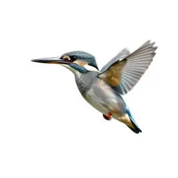 Kingfisher hovering