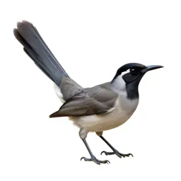 Lyrebird with its tail arched