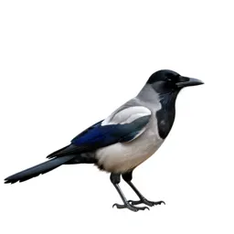 Magpie