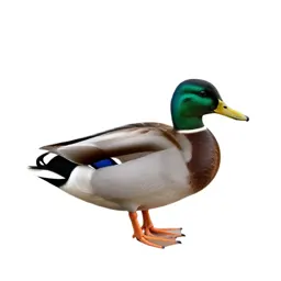 Mallard duck