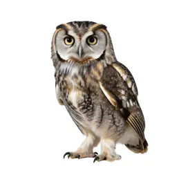 Morepork owl