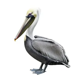 Pelican with its pouch full
