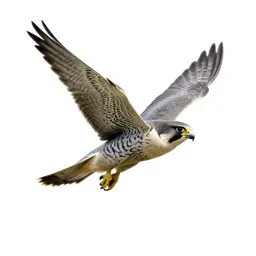 Peregrine falcon stooping