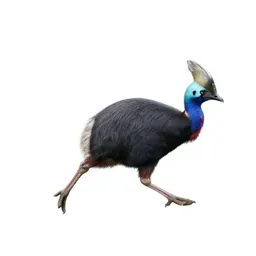 Pukeko mid-stride