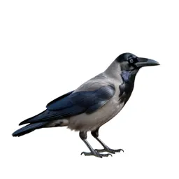 Raven
