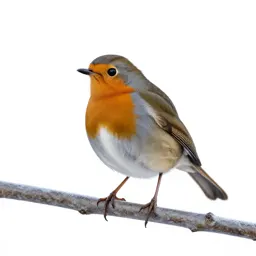 Robin on a frosted branch