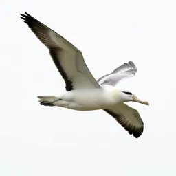 Royal albatross gliding