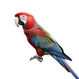 Scarlet macaw