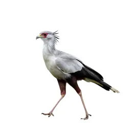 Secretary bird striding
