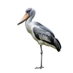 Shoebill stork