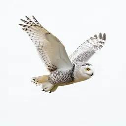 Snowy owl in flight