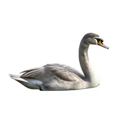 Swan gliding