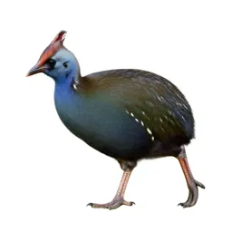 Takahe