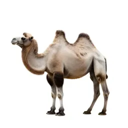 Bactrian camel