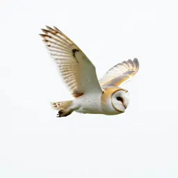 Barn owl in flight