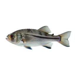 Bio-luminescent deep sea fish